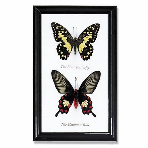 Framed Butterfly 2 pc