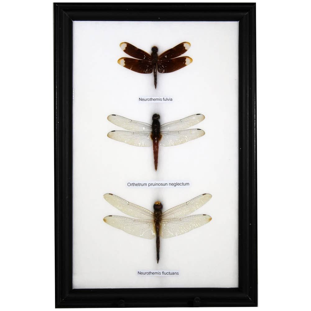 Framed Dragonfly 3 pc