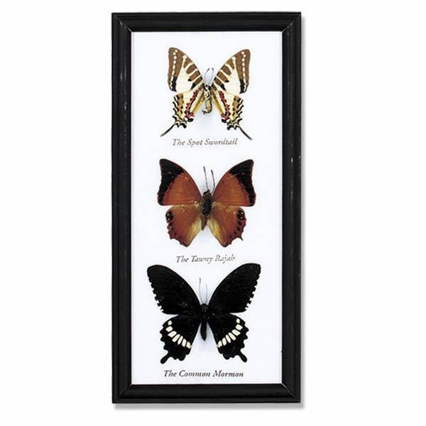 Framed Butterfly 3 Specimen
