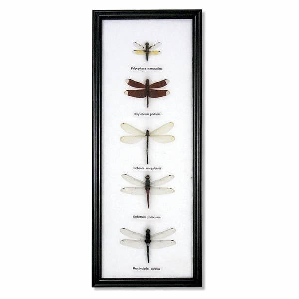 Framed Dragonfly 5pc