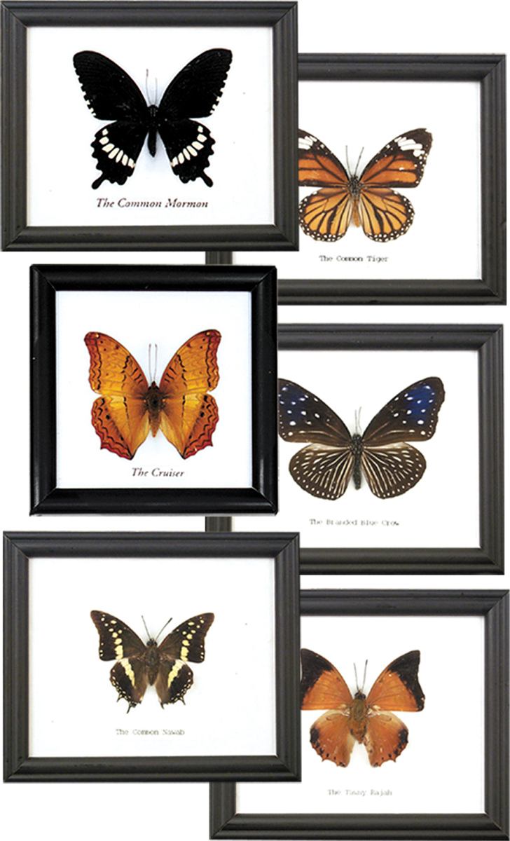 Framed Butterfly Single