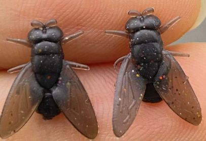 Ear Studs: Black Fly