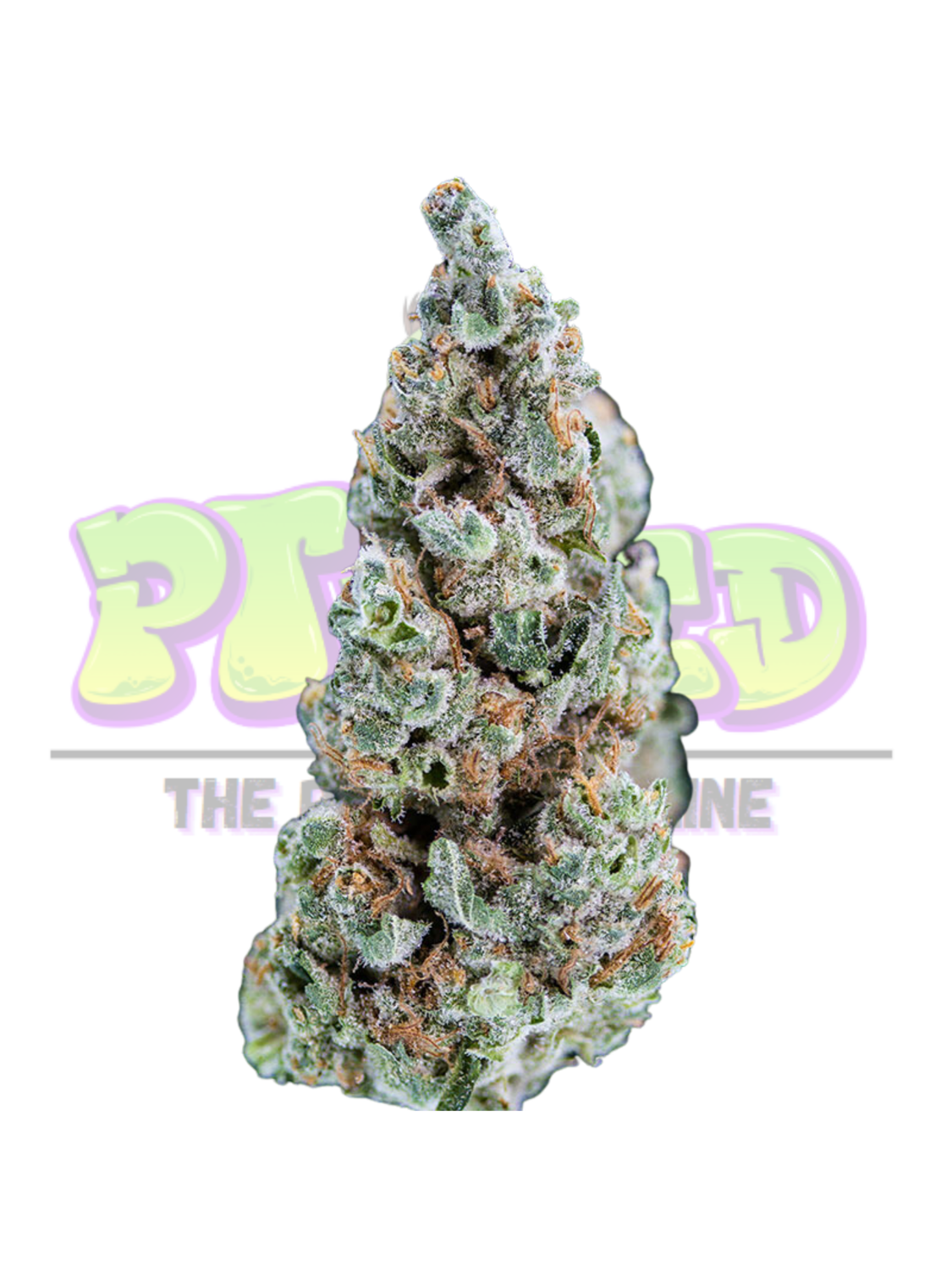 The GMO Cookie - Hybrid Premium Cannabis with a 26% THC Level