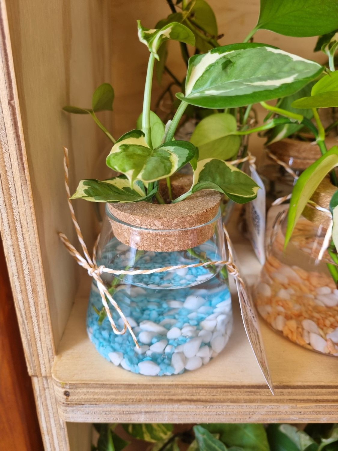 Cork Lid Plant