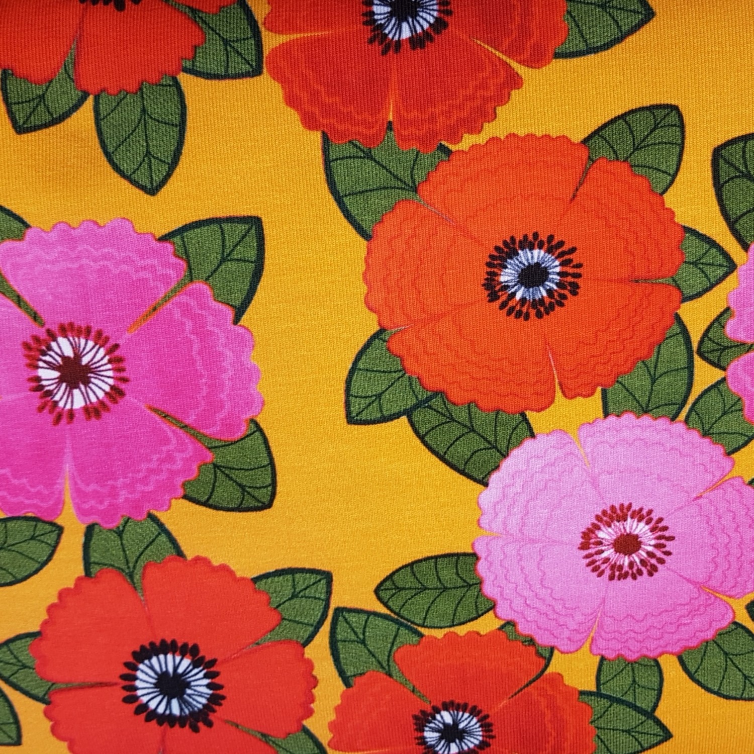 Zinnia