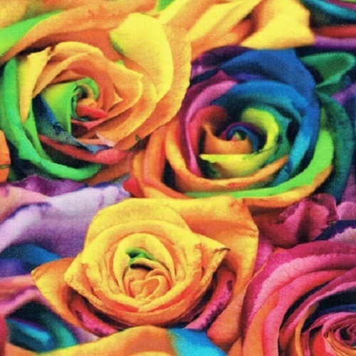 JERSEY, NEON ROSES