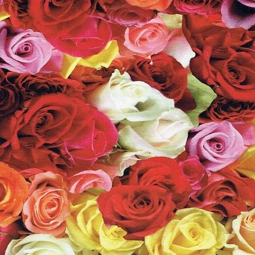 JERSEY, ROSES