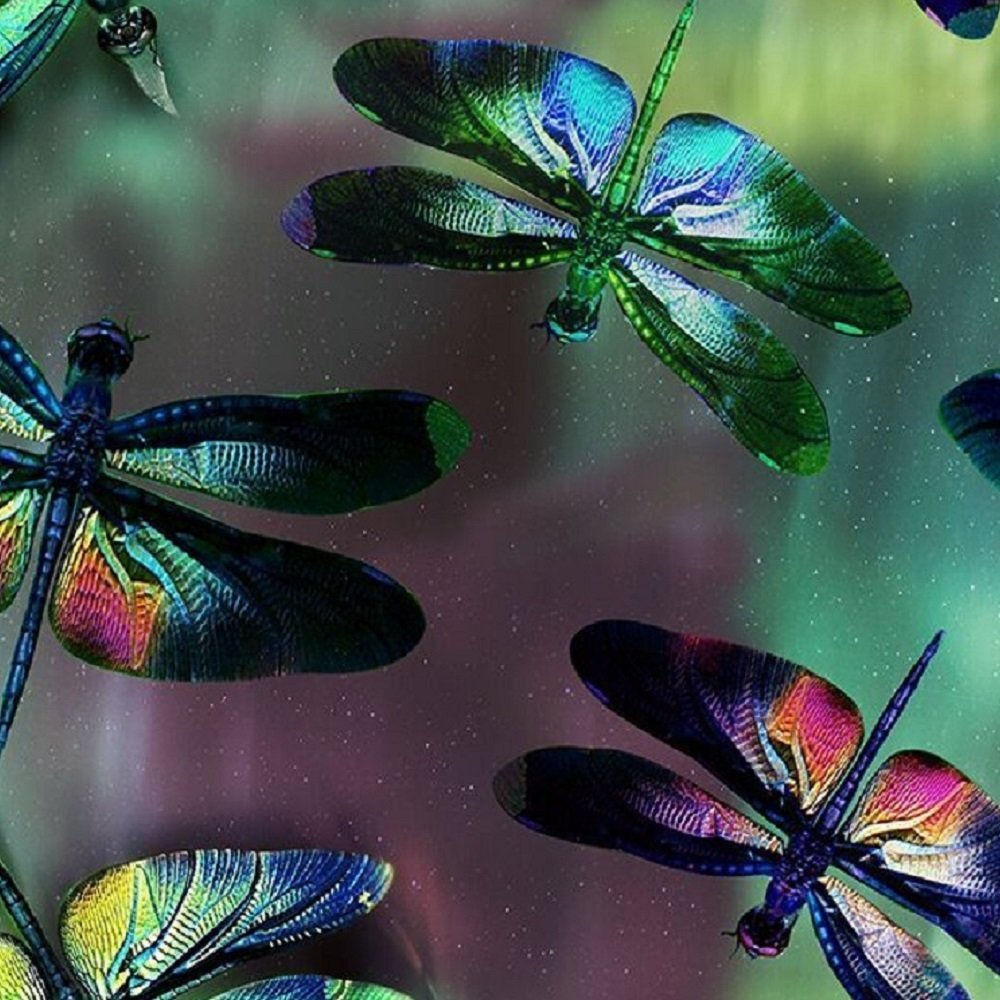 DRAGONFLY