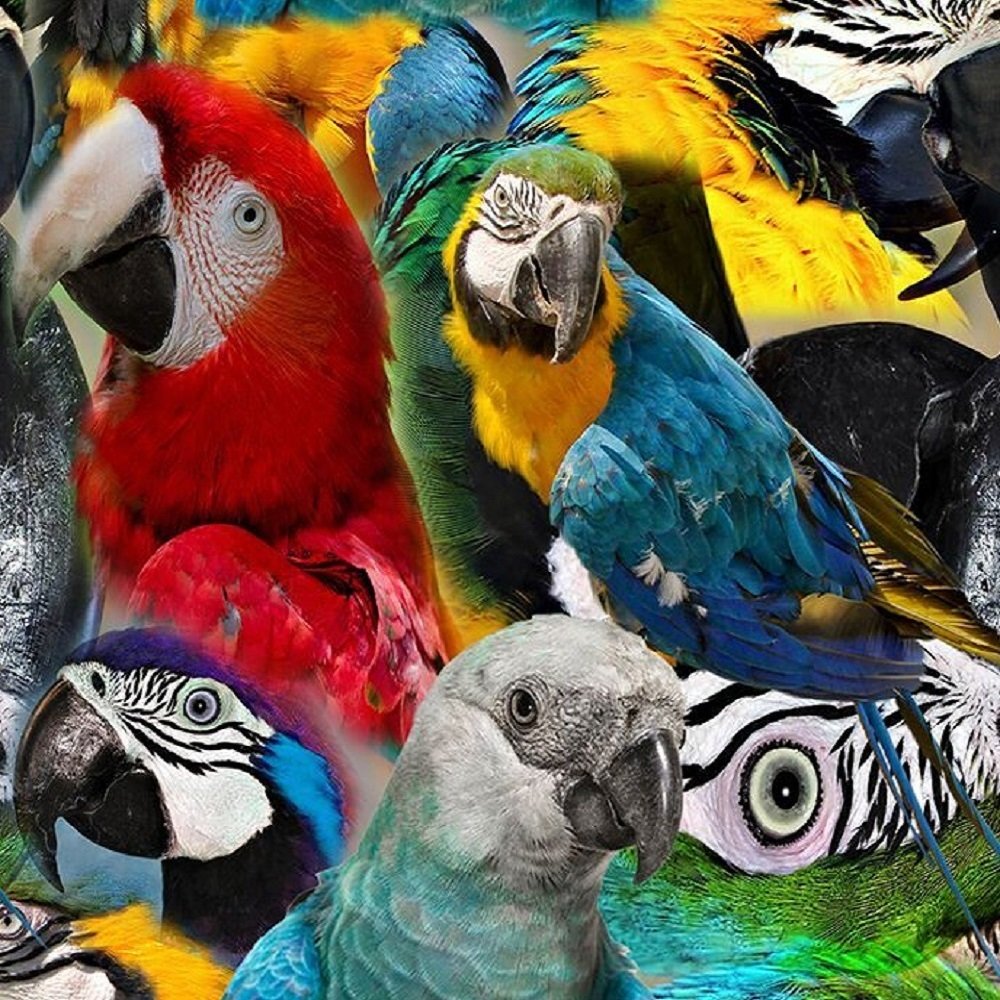 PARROT