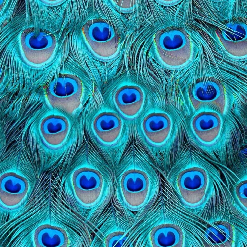 PEACOCK TURQUOISE