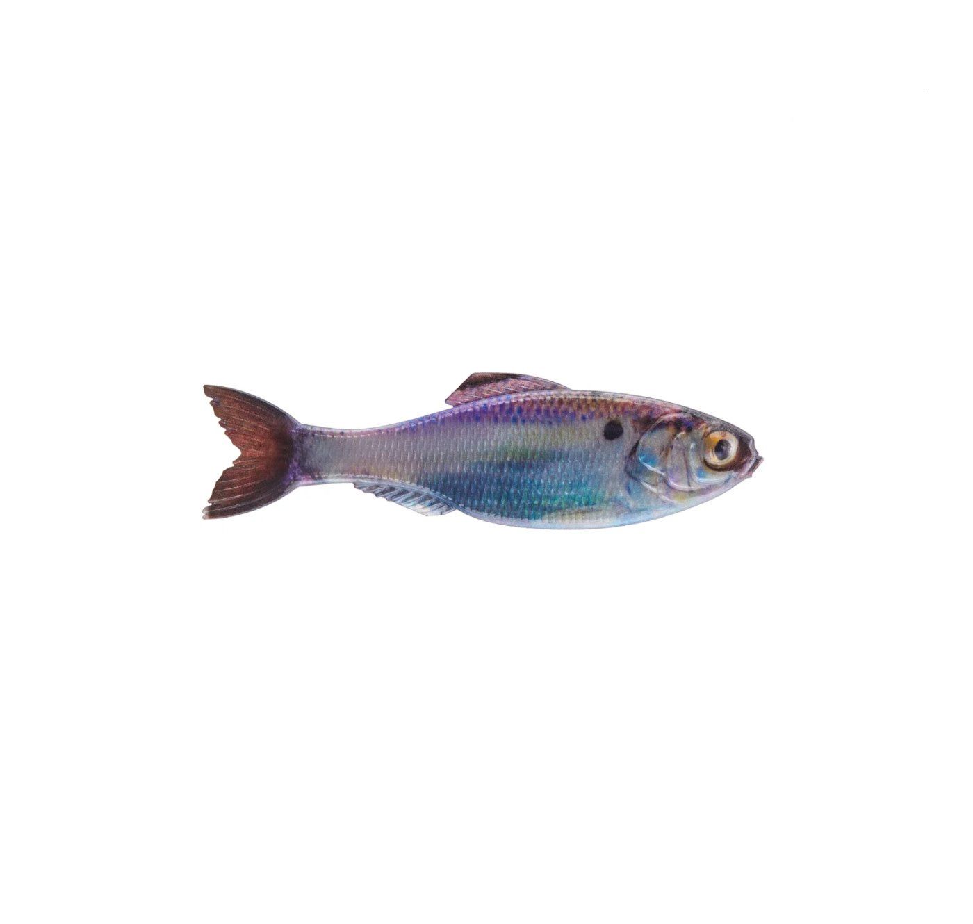 6th Sense Panorama 3.5 - Live Gizzard Shad
