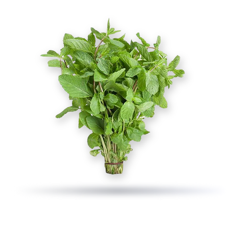 نعناع كويتي