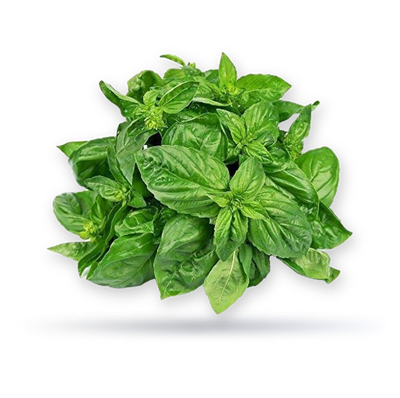 ريحان هولندي