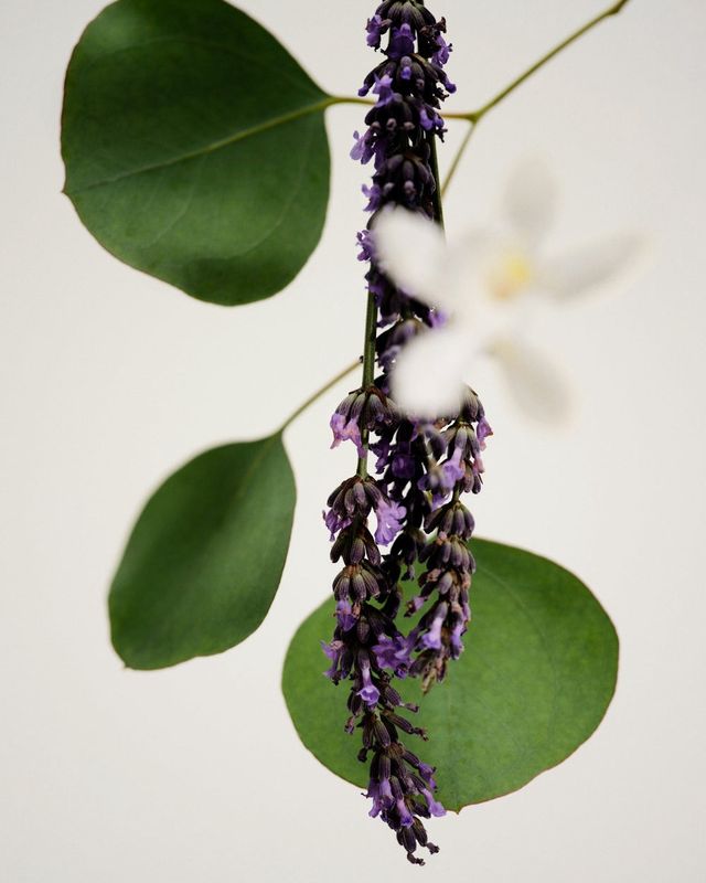 Antridis Lavender Candle