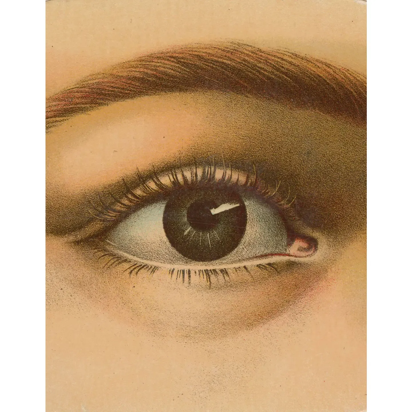 John Derian Book