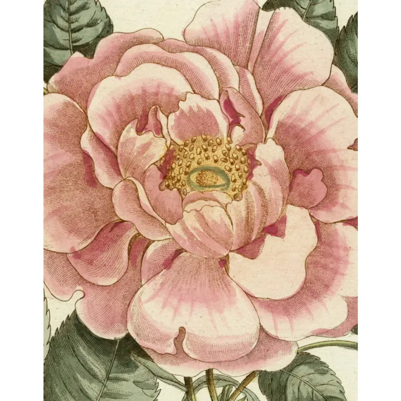John Derian Book