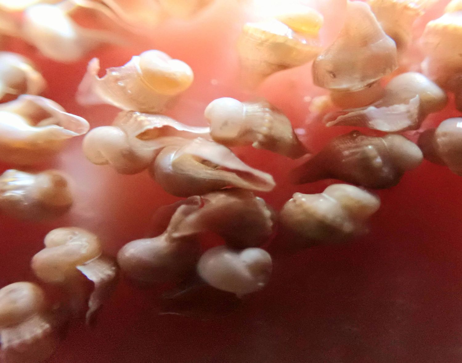 Tiny Whelks, 11 x 14 metal print