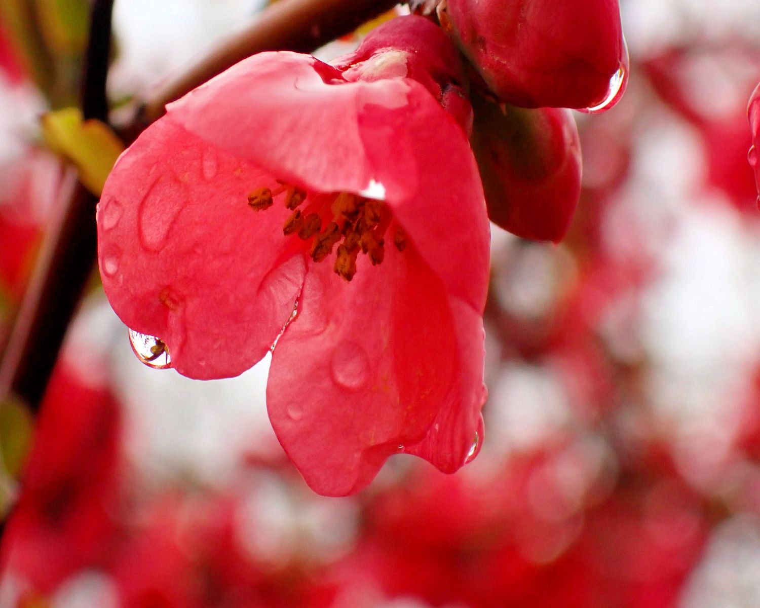 Pink Blossom in Ocean Rain, Metal Print