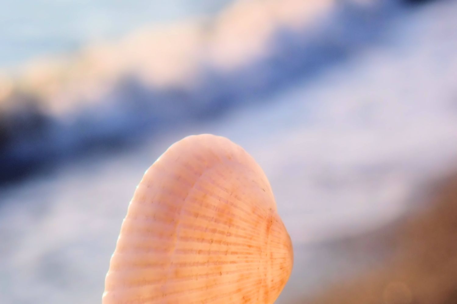 Tiny Shell, 8 x 10 framed, natural wood, with matting