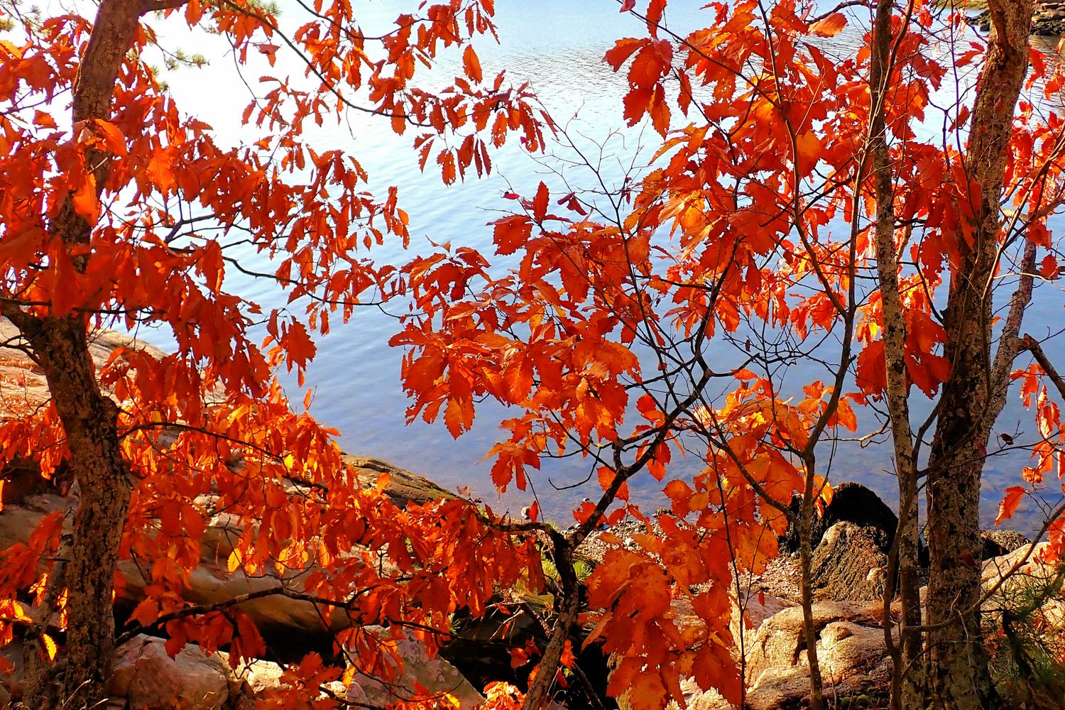 Fall, at Branford Point,  16 x 20 metal print