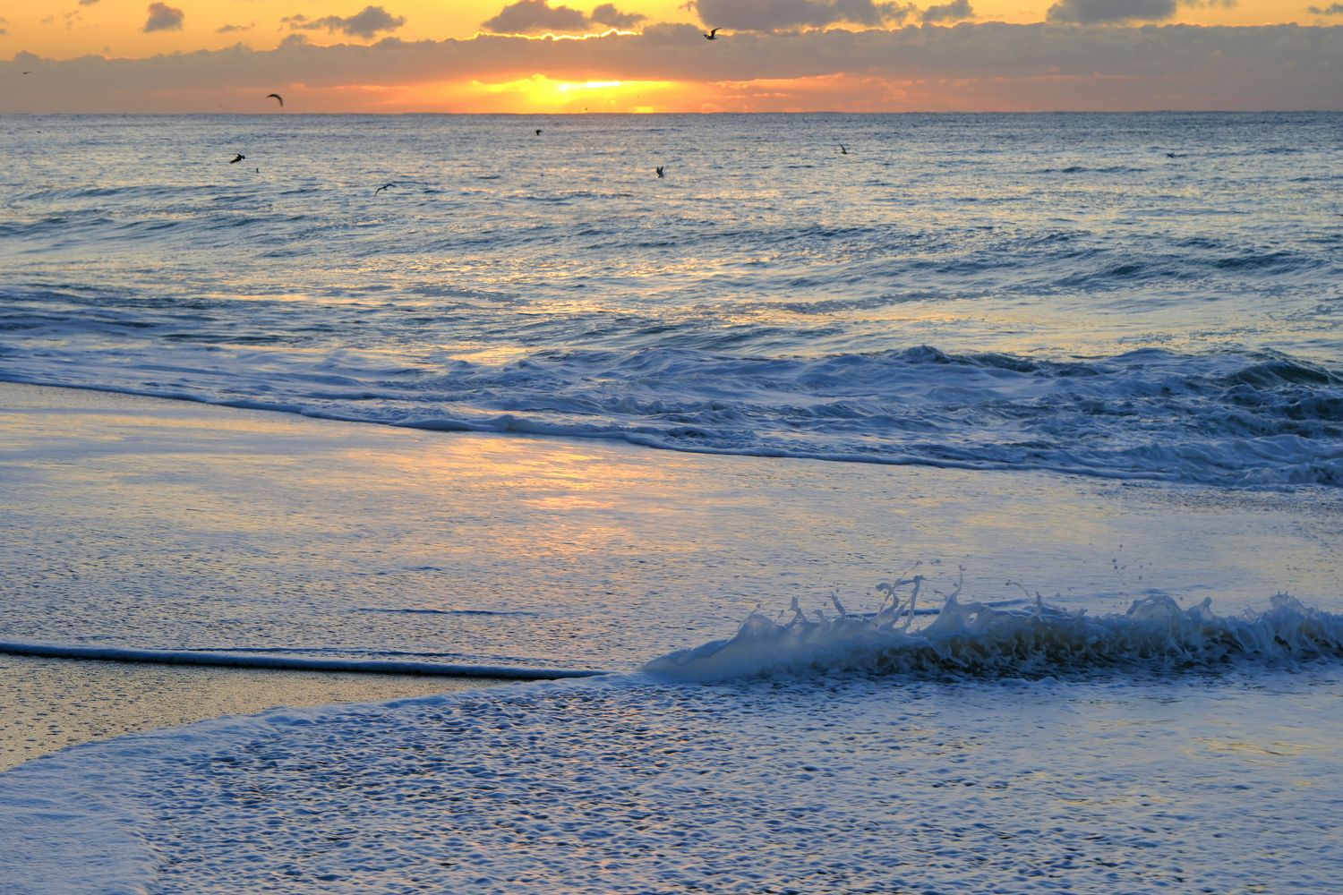 Blue and Golden. Metal print, starting at 75.00, 8 x 12. Choose other sizes and prices.