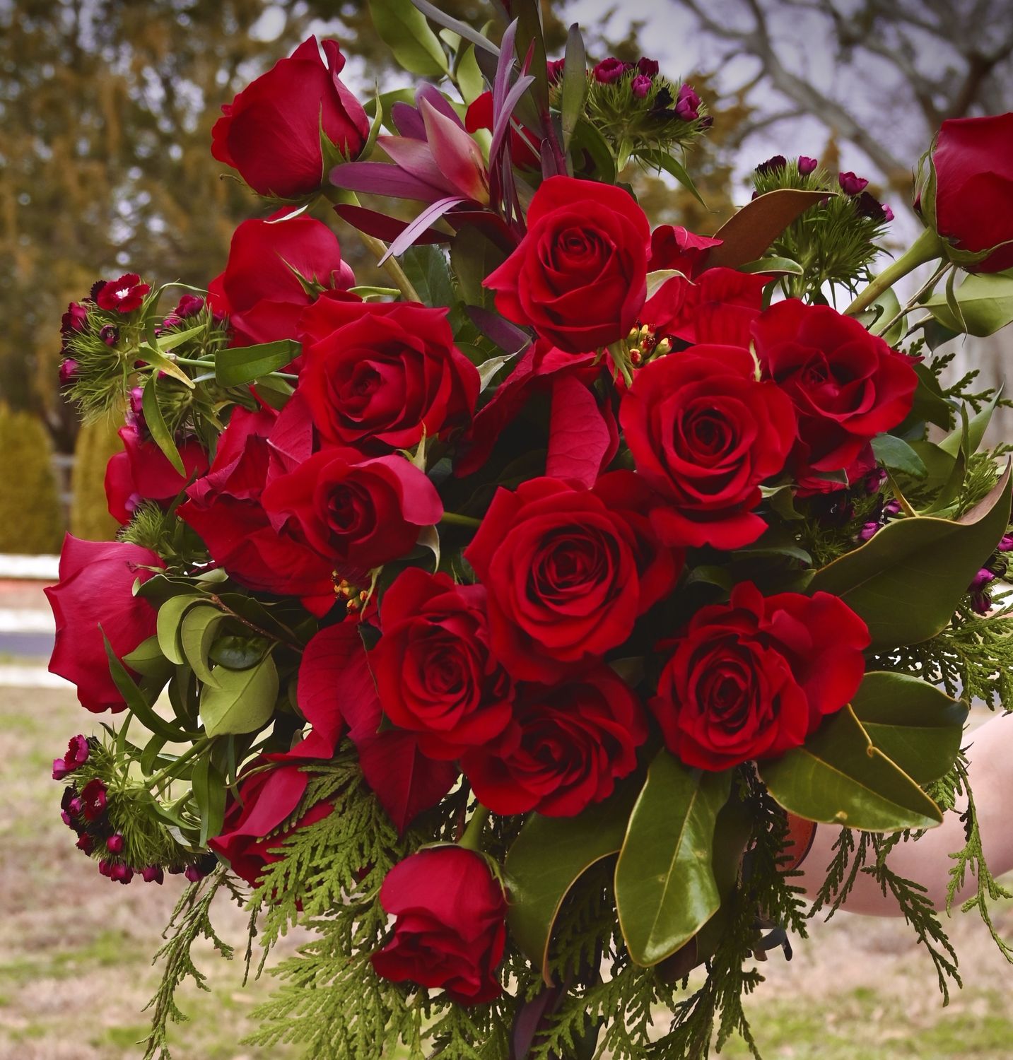 The Windsor Four-Dozen Red Garden Roses