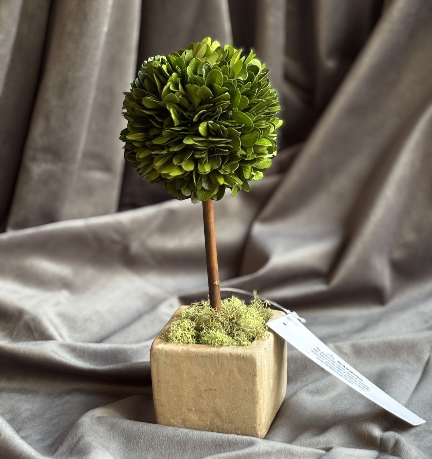 Preserved Boxwood Topiary