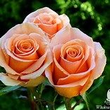 Three Rose Bouquet in a Bud Vase