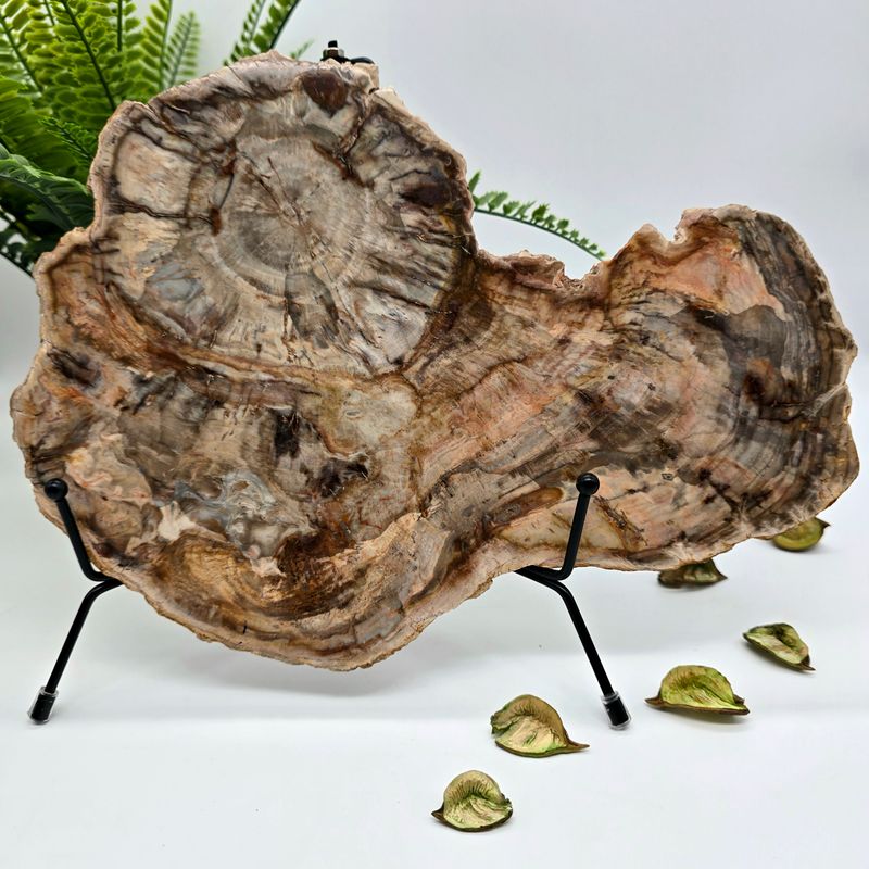 Versteinertes Holz Scheibe