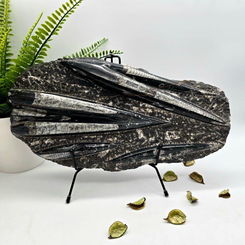 Orthoceras