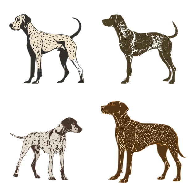 GSP&#39;s - Brown &amp; White Selection 5 7-4-24
