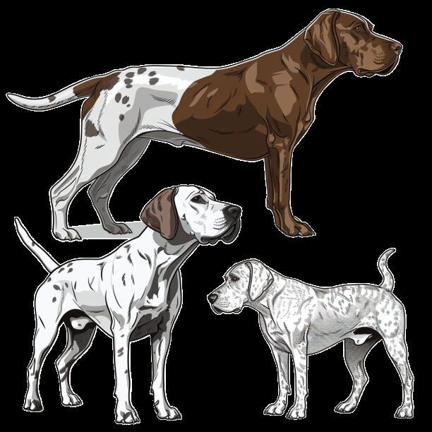GSP&#39;s - Brown &amp; White Selection 13 7-4-24