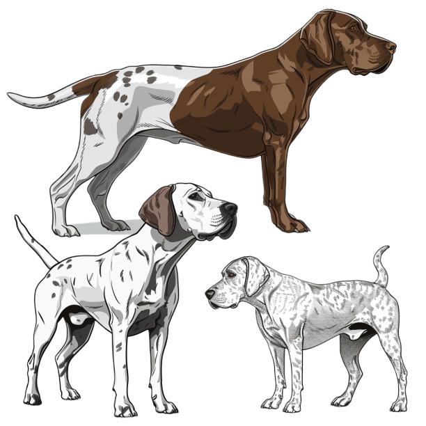 GSP&#39;s - Brown &amp; White Selection 13 7-4-24