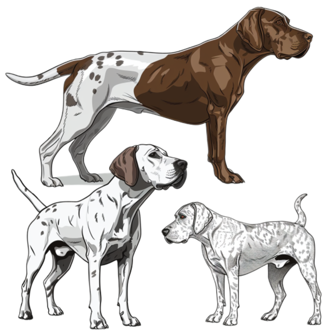 GSP&#39;s - Brown &amp; White Selection 13 7-4-24