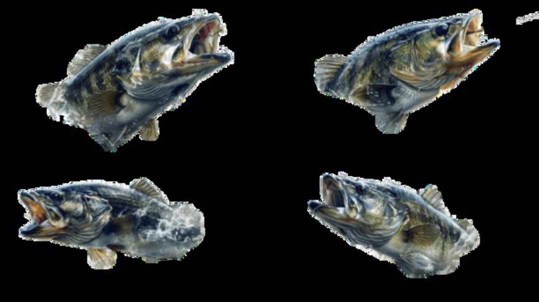 Bass Fish Selection 5