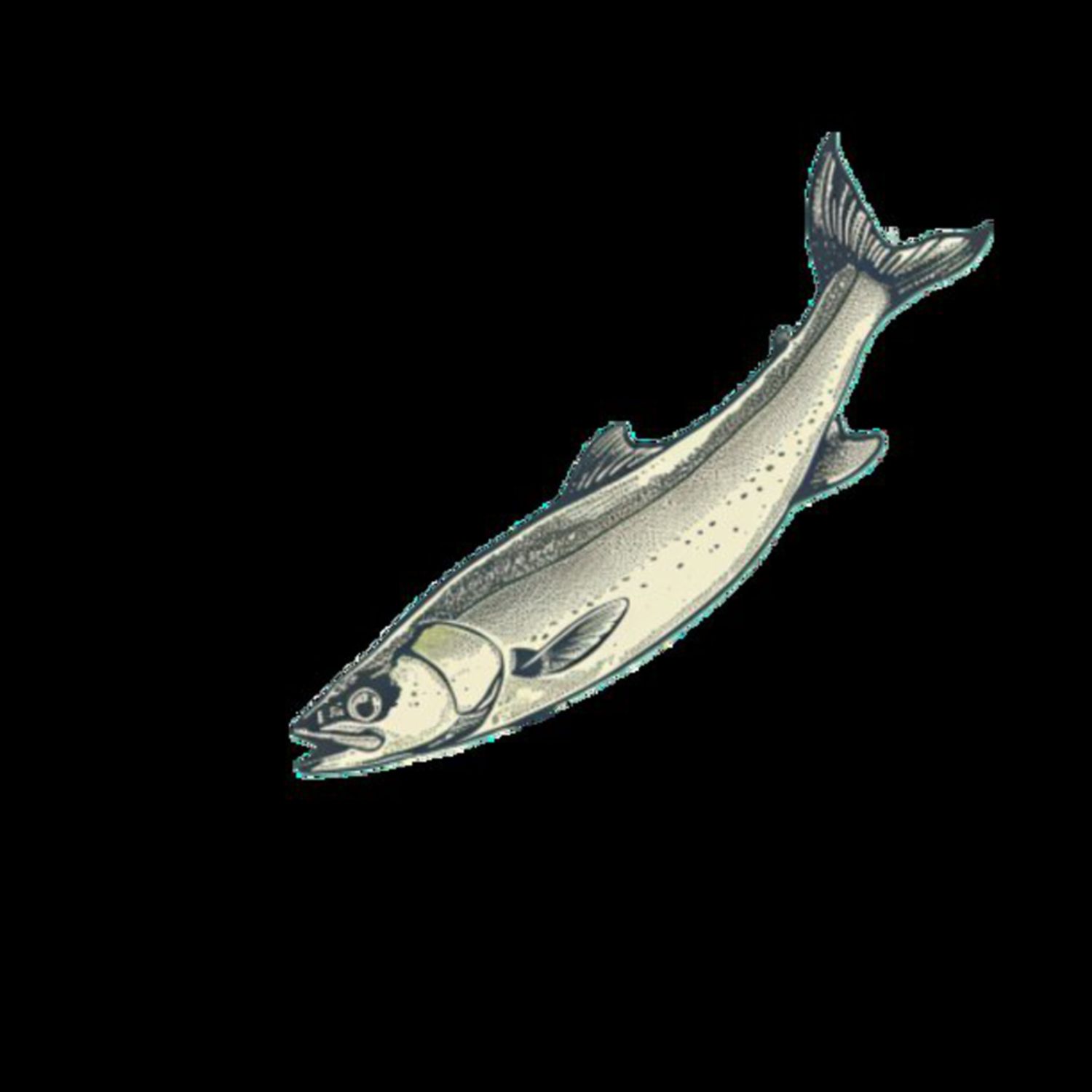 Mullet Fish 25