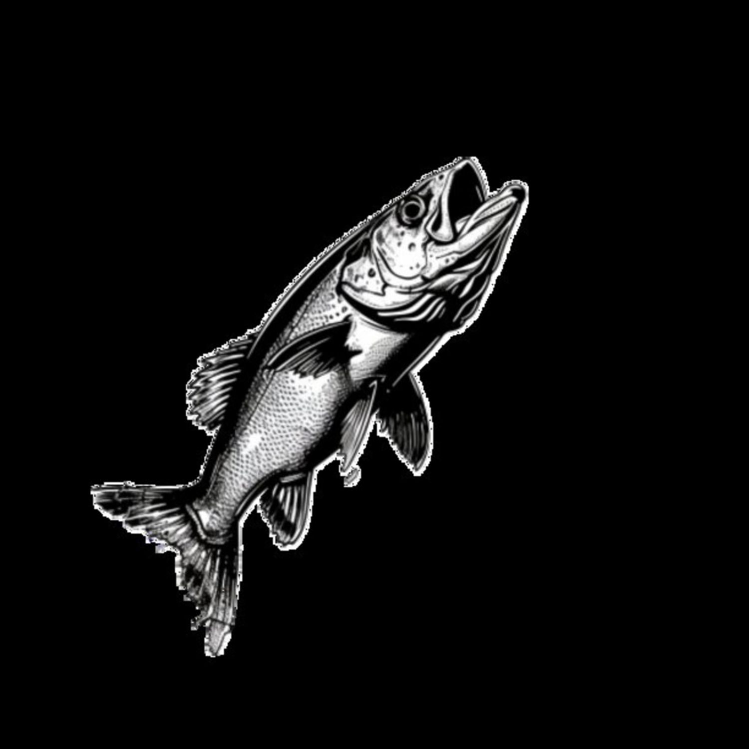 Mullet Fish 36
