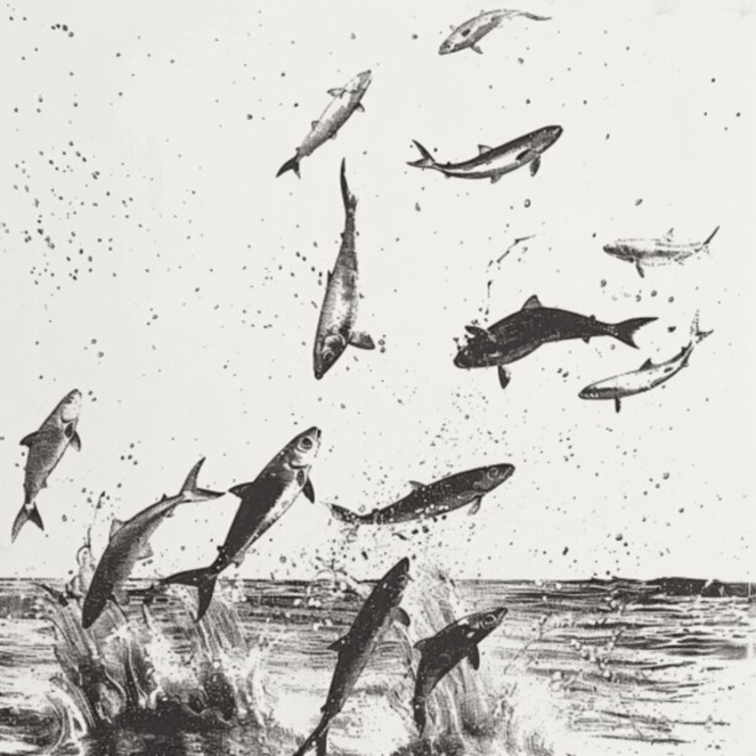 Mullet Fish 44