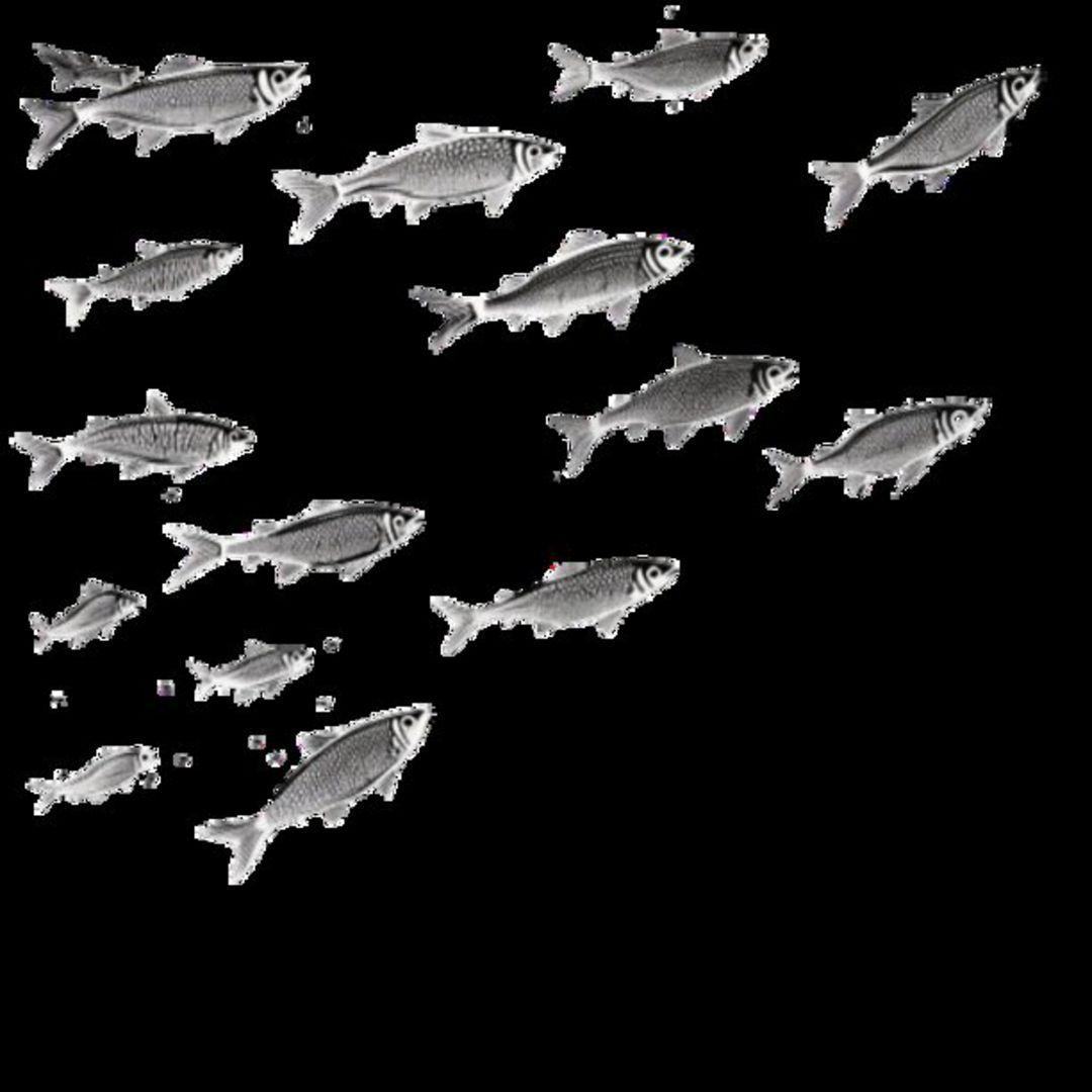 Mullet Fish 48