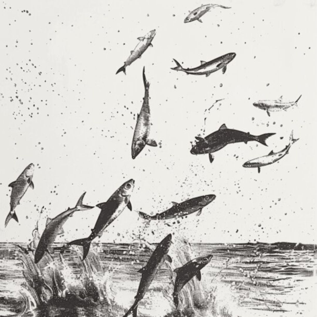 Mullet Fish 44