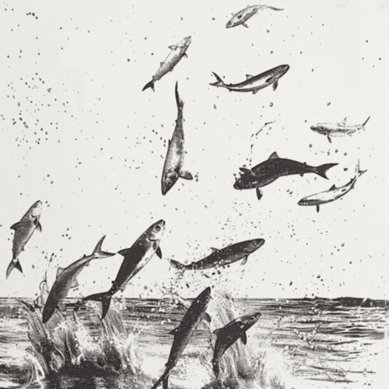 Mullet Fish 44