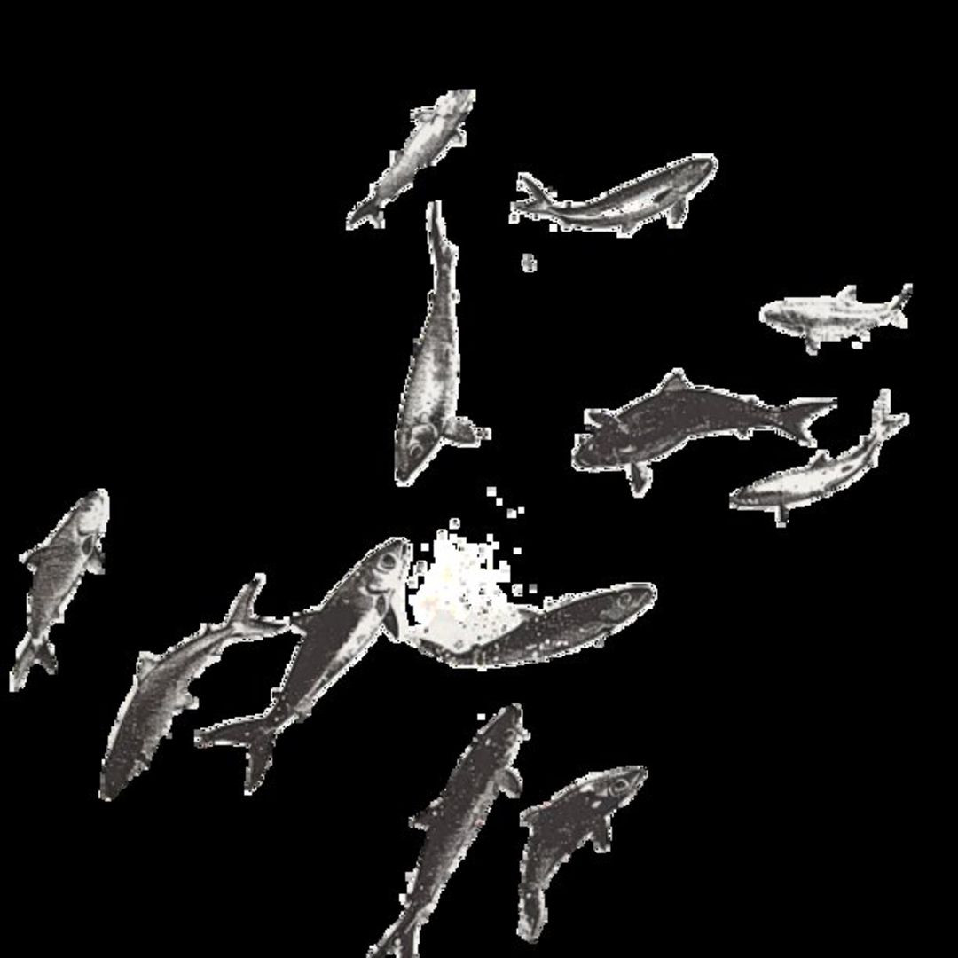 Mullet Fish 44