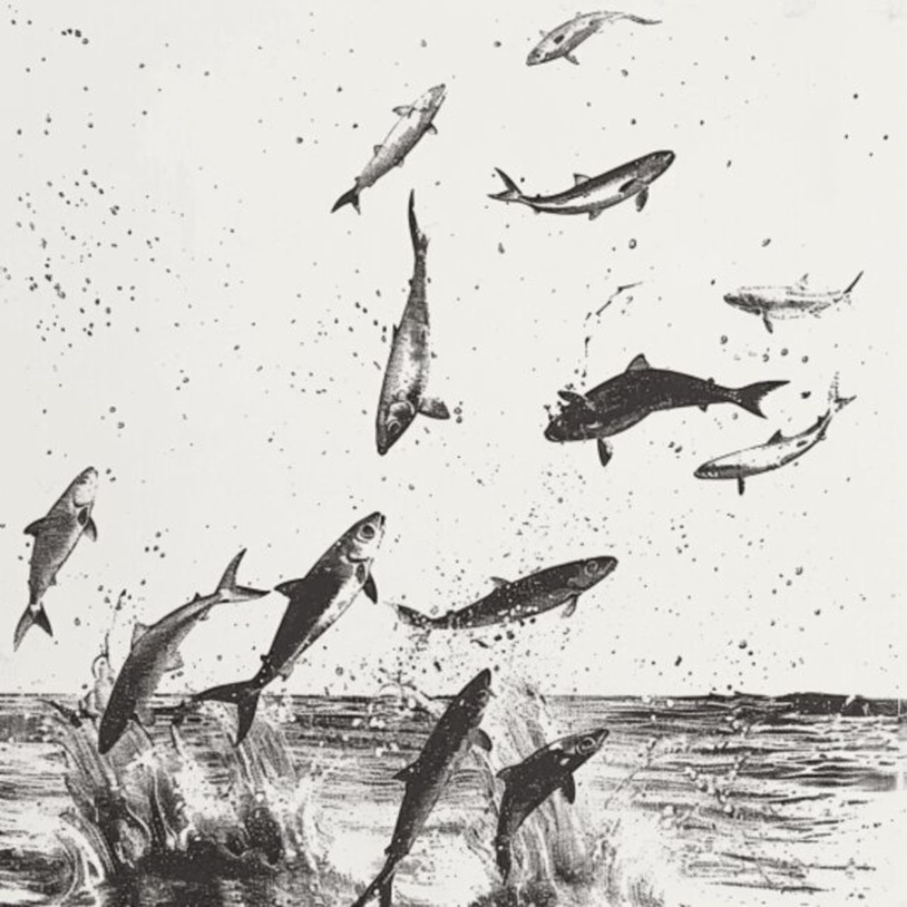 Mullet Fish 44