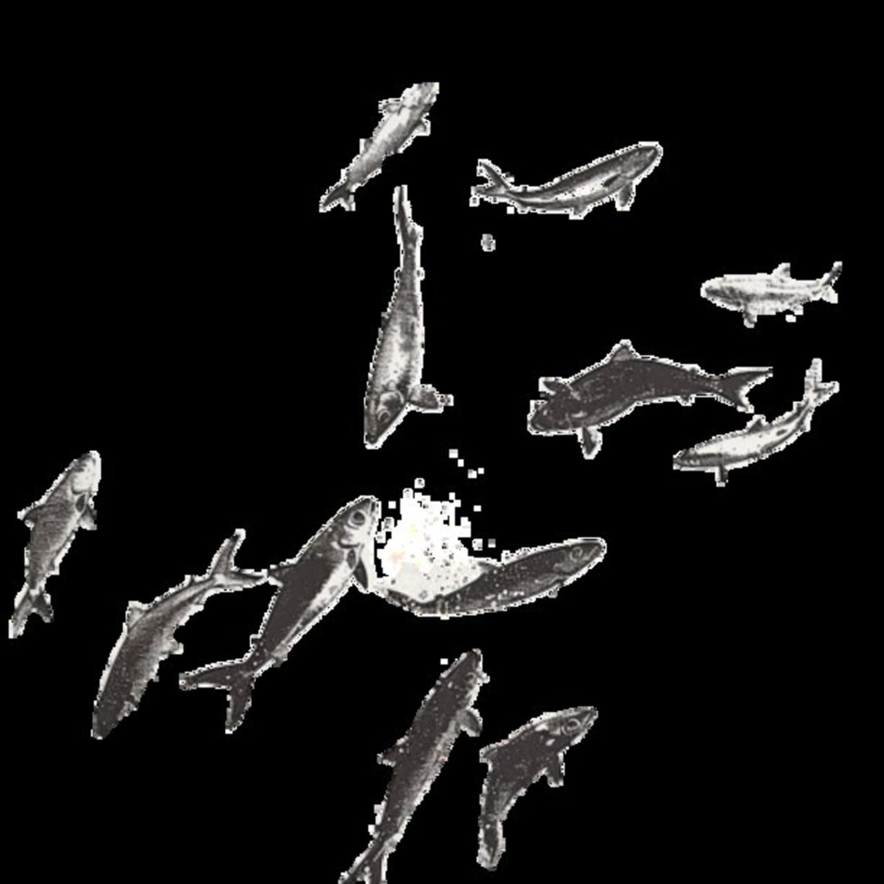 Mullet Fish 44