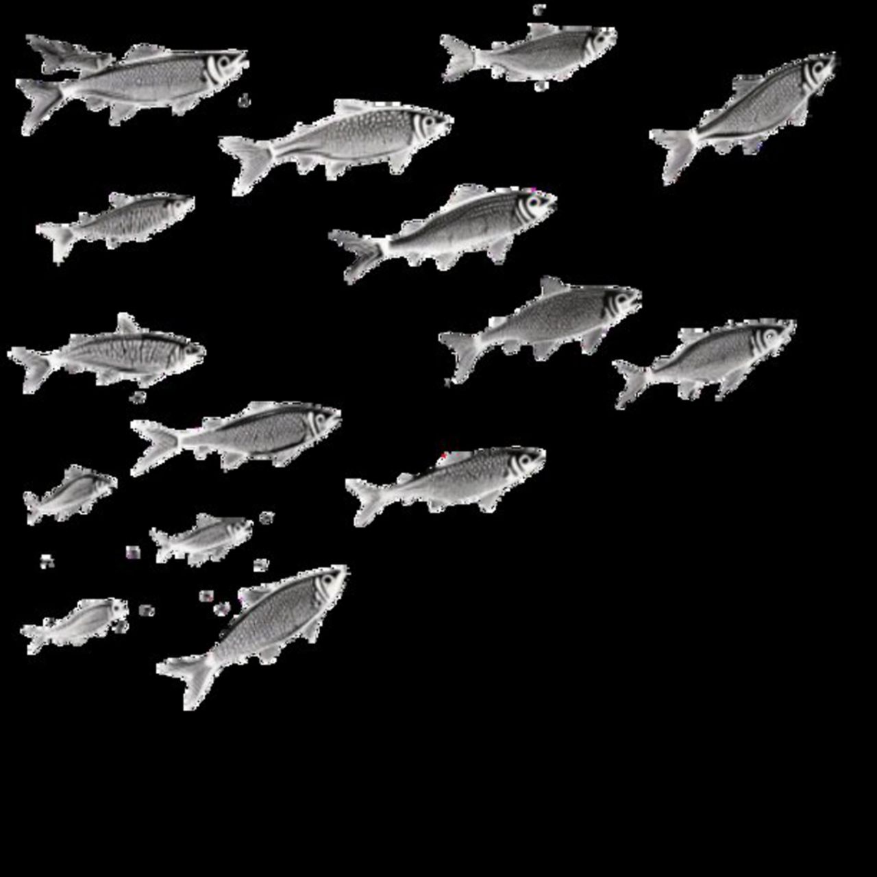 Mullet Fish 48