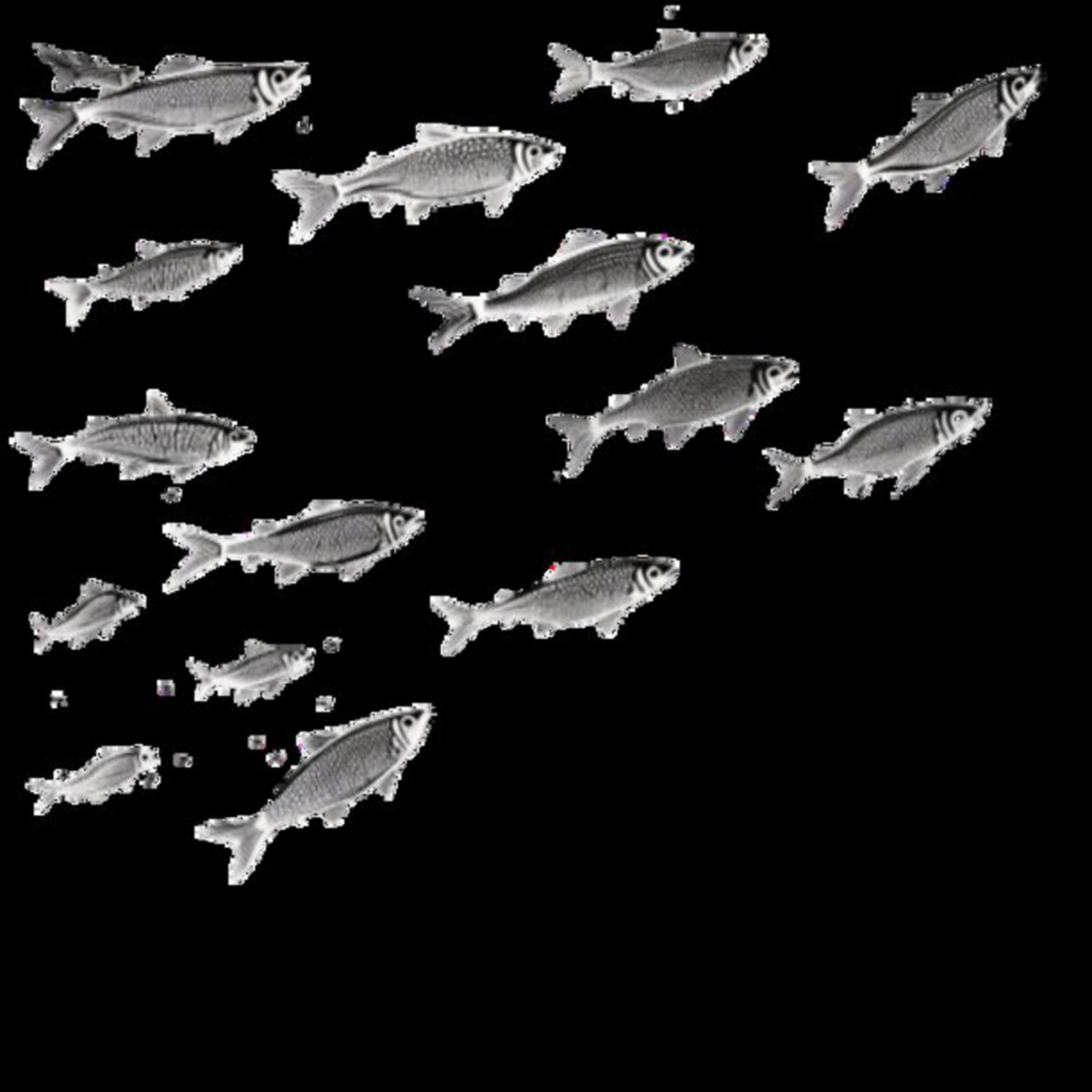Mullet Fish 48