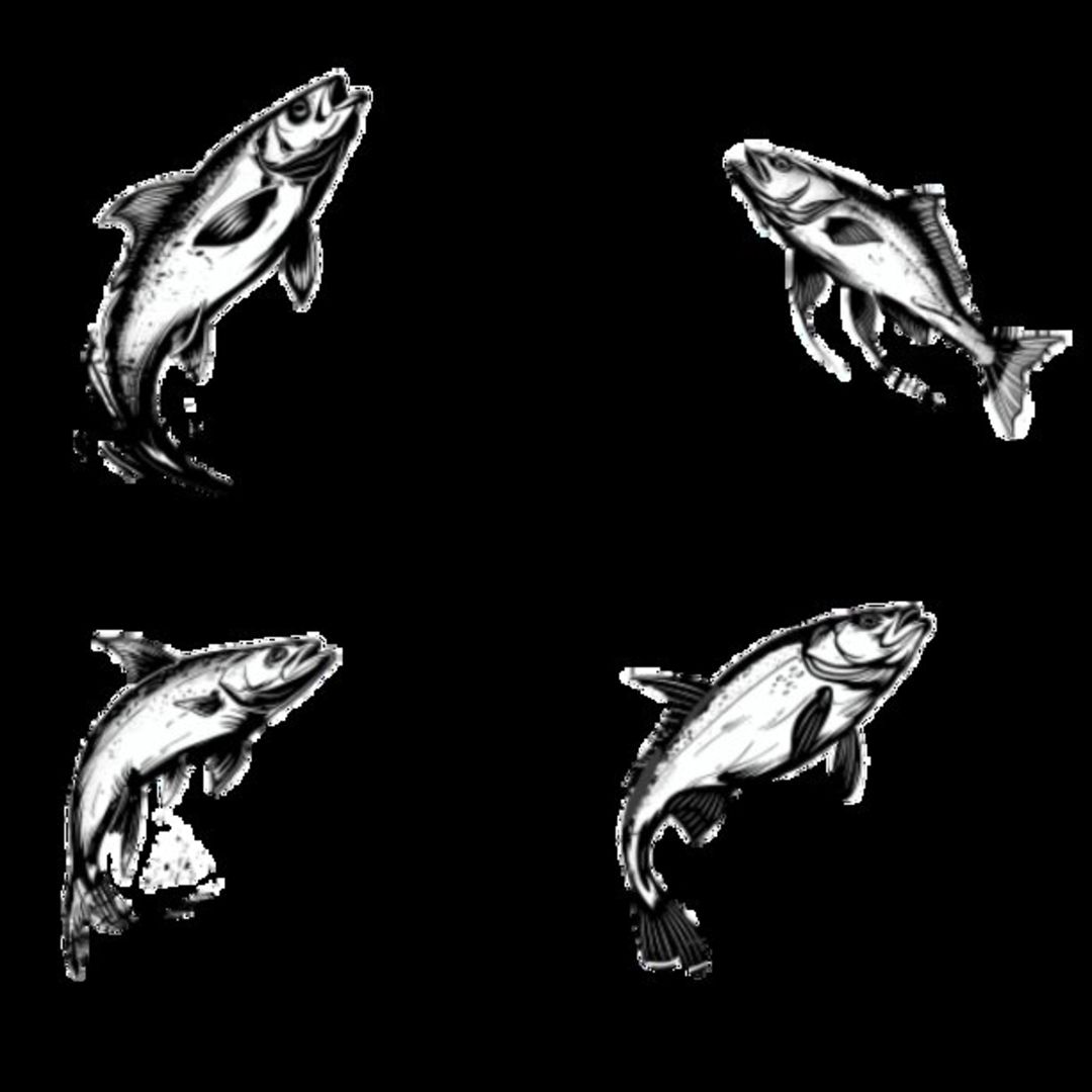 Mullet Fish Selection 2
