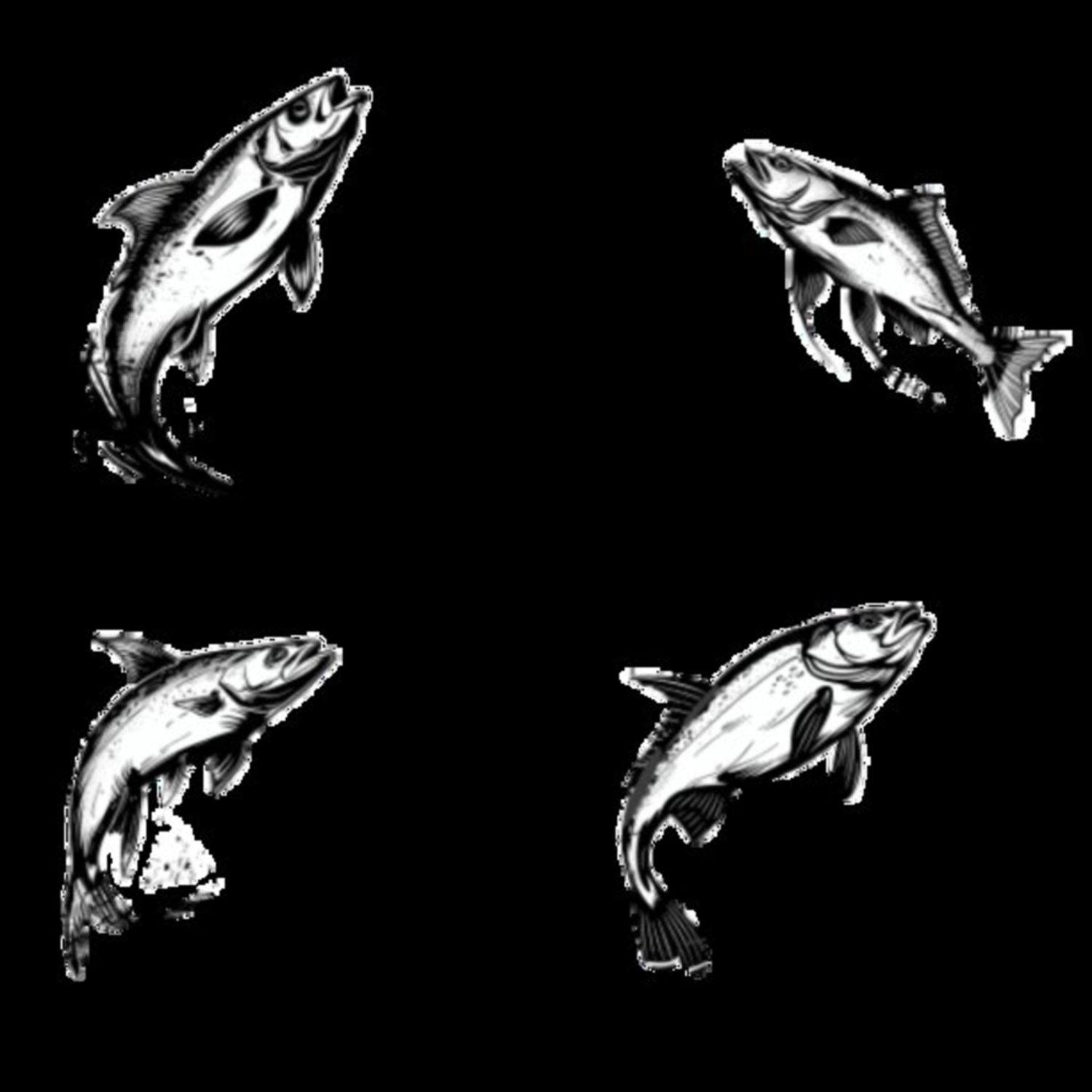 Mullet Fish Selection 2