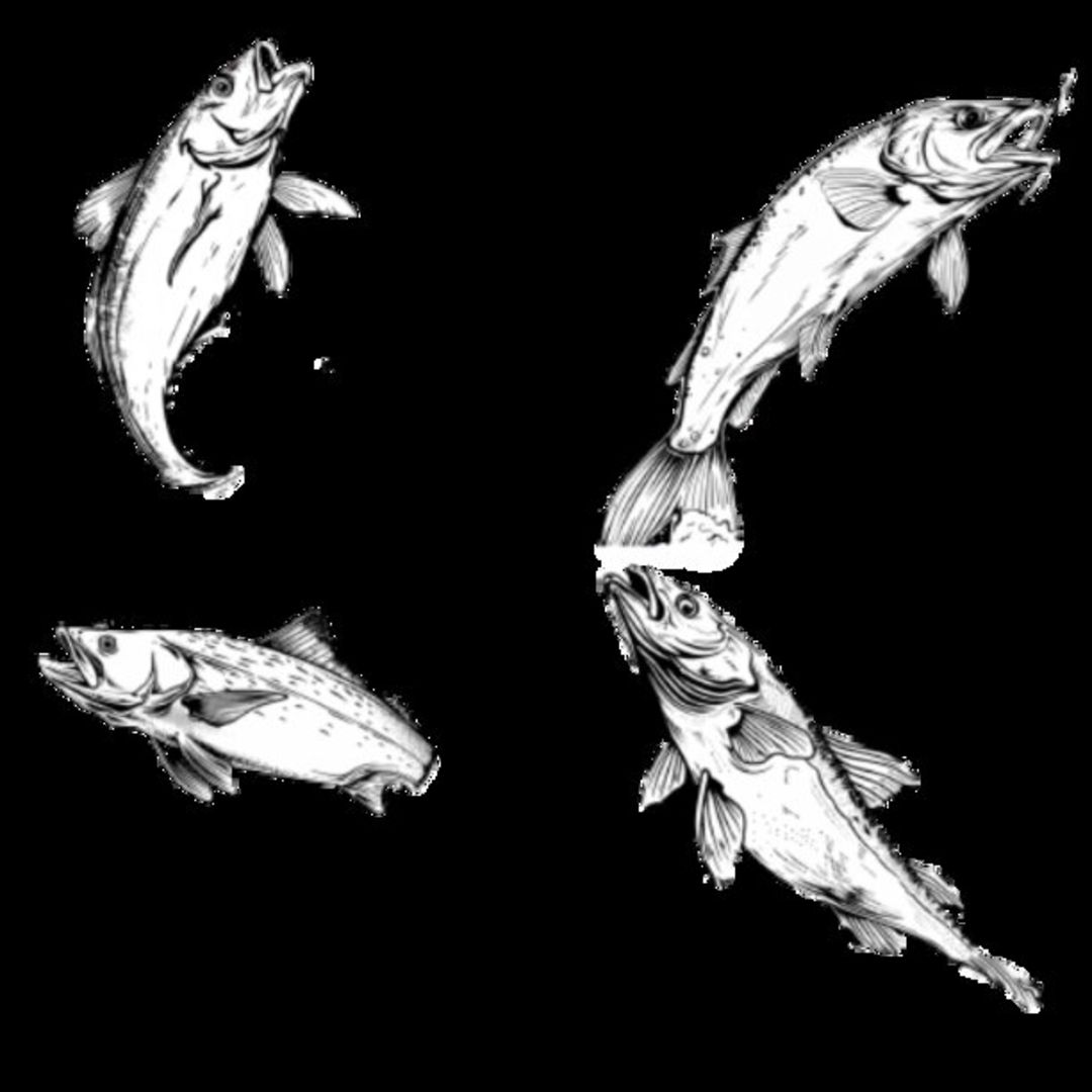 Mullet Fish Selection (3)