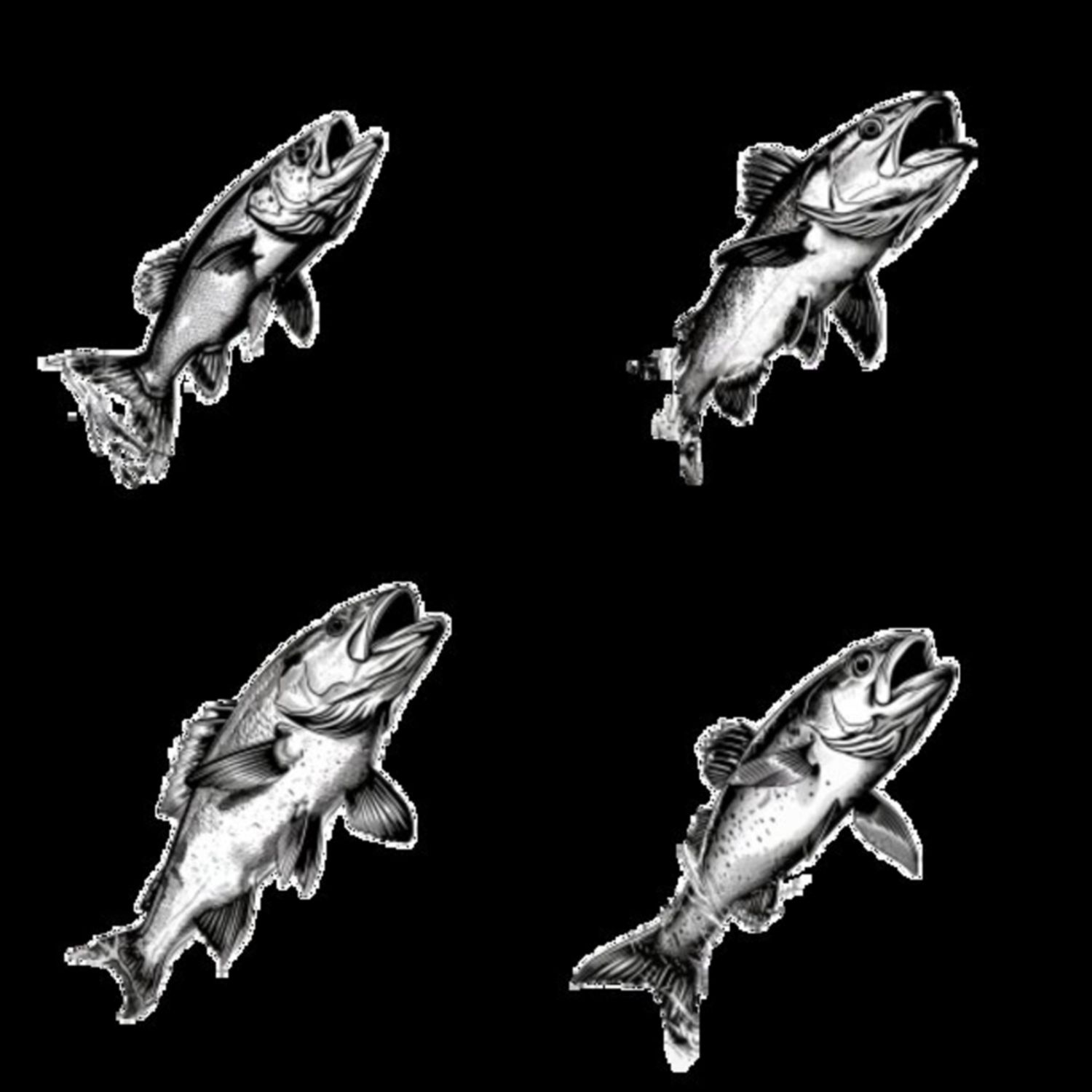 Mullet Fish Selection 5